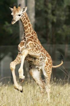 baby giraffe.jpg